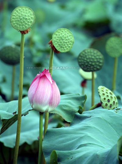 hạt giống hoa, hạt giống hoa chất lượng cao, hạt giống hoa trồng chậu, hạt giống hoa trồng thảm, hoa thảm, hoa chậu, hoa leo, hoa Tết